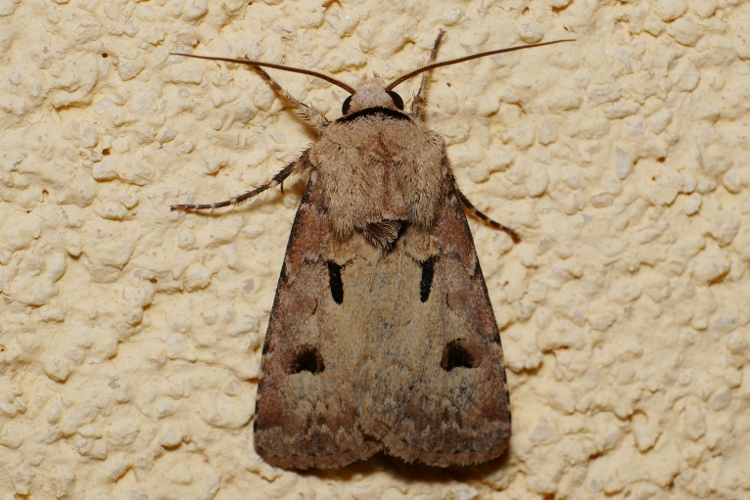 Noctuidae: Agrotis exclamationis ?